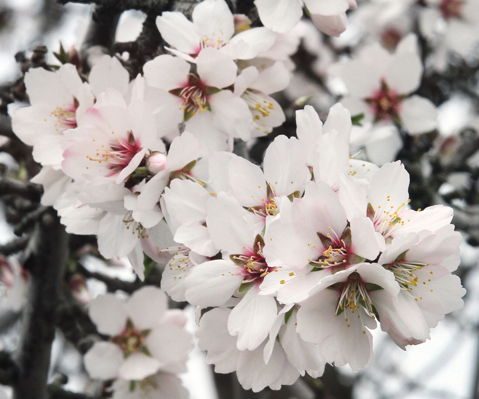 Almond trees in bloom